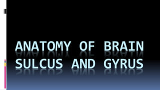 ANATOMY OF BRAIN
SULCUS AND GYRUS
 