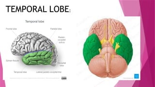 Lower Temporal ANATOMY OF BRAIN AND LYMBIC SYSTEM.pptx