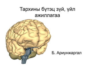 Тархины бүтэц зүй, үйл
ажиллагаа
Б. Ариунжаргал
 