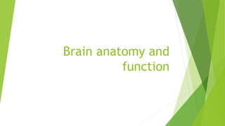 Brain anatomy and
function
 