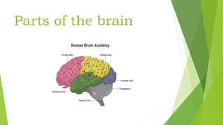 Parts of the brain
 