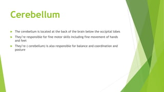 Cerebellum
 The cerebellum is located at the back of the brain below the occipital lobes
 They’re responsible for fine motor skills including fine movement of hands
and feet
 They’re ( cerebellum) is also responsible for balance and coordination and
posture
 