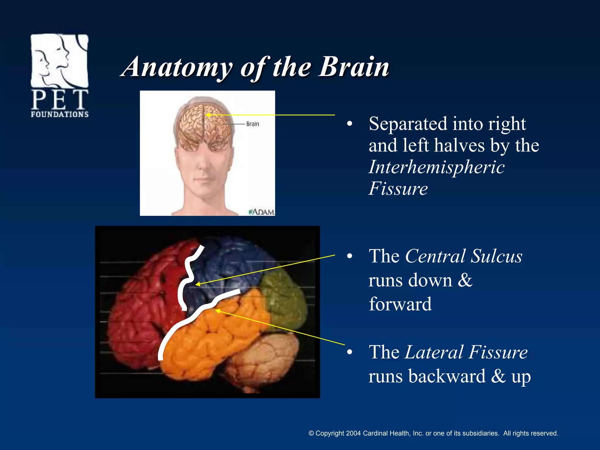 Brain anatomy and function power point | PPT