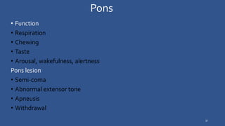 Brain anatomy and it relationship with behavior | PPTX