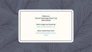 Reference:
Genaral Psychology (Psych 111)
(Woorkbook)
Brain images are hosted by:
www.basicknowledge.com
Brain related facts from:
http://www.factslides.com/s-
Brain#
 