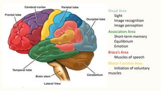 Visual Area
Sight
Image recognition
Image perception
Association Area
Short-term memory
Equilibrium
Emotion
Motor Function Area
Initiation of voluntary
muscles
Broca’s Area
Muscles of speech
 