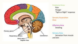Emotional Area
Pain
Hunger
“fight or flight” response
Sensory Association
Area
Olfactory Area
Smelling
Sensory Area
Sensation from muscle
and skin
 
