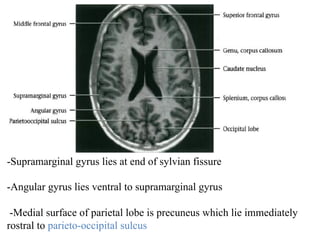 -Supramarginal gyrus lies at end of sylvian fissure
-Angular gyrus lies ventral to supramarginal gyrus
-Medial surface of parietal lobe is precuneus which lie immediately
rostral to parieto-occipital sulcus
 