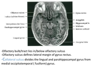-Olfactory	bulb/tract	lies	in/below	olfactory	sulcus	
-Olfactory	sulcus	deﬁnes	lateral	margin	of	gyrus	rectus.	
-Collateral	sulcus	divides	the	lingual	and	parahippocampal	gyrus	from	
medial	occipitotemporal	(	fusiform)	gyrus.	
 