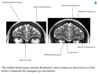 -The middle frontal gyrus contains Brodmann’s area 8, known as the frontal eye field,
which is important for conjugate eye movements.
 