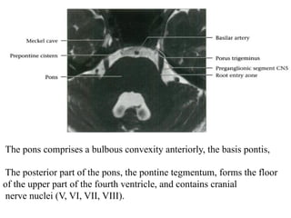 The pons comprises a bulbous convexity anteriorly, the basis pontis,
The posterior part of the pons, the pontine tegmentum, forms the floor
of the upper part of the fourth ventricle, and contains cranial
nerve nuclei (V, VI, VII, VIII).
 