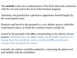 The medulla is the most caudal portion of the brain stem and continuous
with the cervical cord at the level of the foramen magnum.
Anteriorly, the pyramid has a protrusive appearance formed largely by
the corticospinal tracts.
Posterior and lateral to the pyramid is a very shallow groove called the
ventrolateral sulcus, in which the vertebral arteries usually lie.
Lateral to the pyramid is the olive corresponding to the inferior olivary
nucleus. Ventrolaterally, the ninth, tenth, and eleventh cranial nerves
emerge from the postolivary sulcus, and the twelfth cranial nerve
emerges from the preolivary sulcus.
Laterally, the inferior cerebellar peduncles, connecting the spinal cord
and medulla with the cerebellum.
 