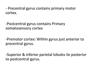 -	Precentral	gyrus	contains	primary	motor	
cortex.	
	
-Postcentral	gyrus	contains	Primary	
somatosensory	cortex	
	
-Premotor	cortex:	Within	gyrus	just	anterior	to	
precentral	gyrus.	
-Superior	&	inferior	parietal	lobules	lie	posterior	
to	postcentral	gyrus.	
	
 