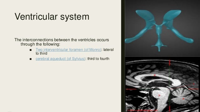 Brain anatomy (part 3)
