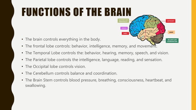 Brain anatomy prj | PPT
