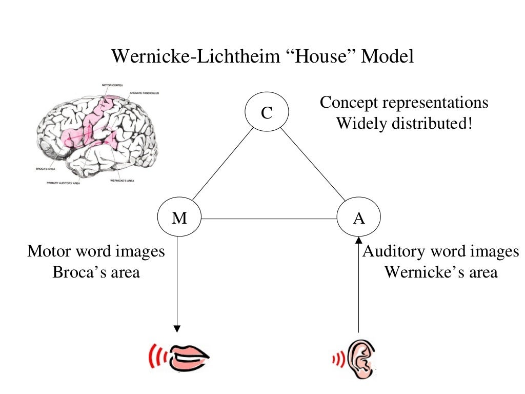 Brain And Aphasia