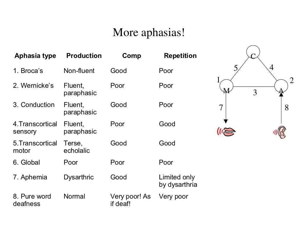 Brain And Aphasia