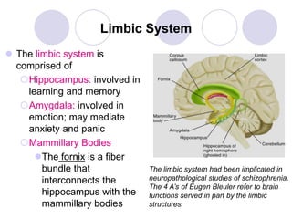 Limbic Function Brain And Behavior | PPTX