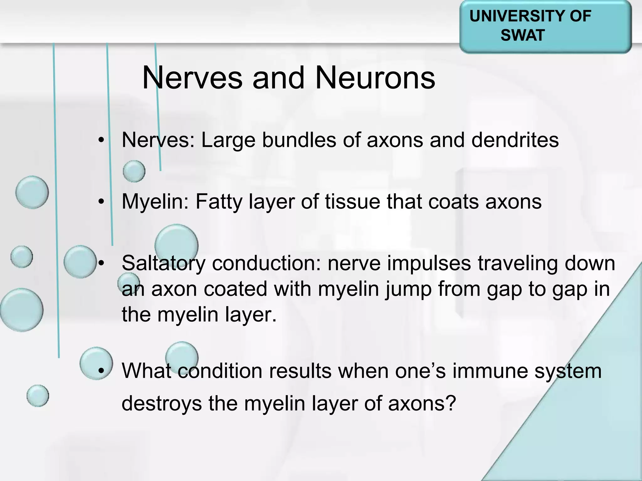 Psychology: A Journey
Chapter 2
Nerves and Neurons
• Nerves: Large bundles of axons and dendrites
• Myelin: Fatty layer of tissue that coats axons
• Saltatory conduction: nerve impulses traveling down
an axon coated with myelin jump from gap to gap in
the myelin layer.
• What condition results when one’s immune system
destroys the myelin layer of axons?
UNIVERSITY OF
SWAT
 
