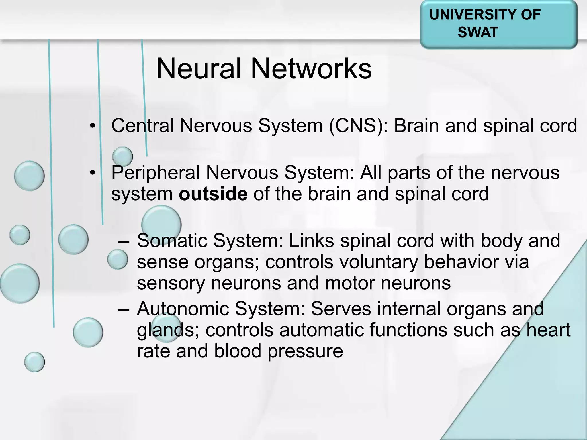 Psychology: A Journey
Chapter 2
Neural Networks
• Central Nervous System (CNS): Brain and spinal cord
• Peripheral Nervous System: All parts of the nervous
system outside of the brain and spinal cord
– Somatic System: Links spinal cord with body and
sense organs; controls voluntary behavior via
sensory neurons and motor neurons
– Autonomic System: Serves internal organs and
glands; controls automatic functions such as heart
rate and blood pressure
UNIVERSITY OF
SWAT
 