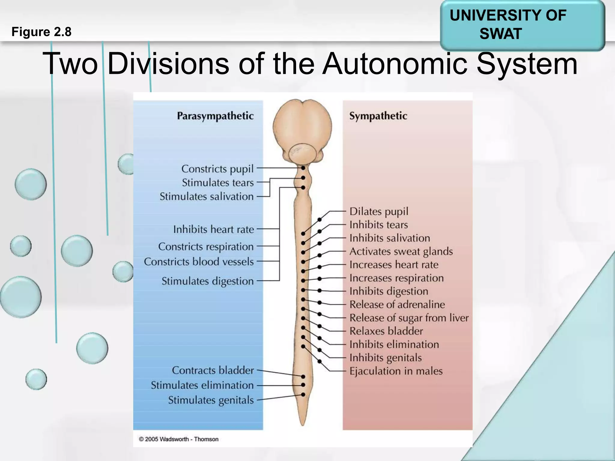 Psychology: A Journey
Chapter 2Figure 2.8
Two Divisions of the Autonomic System
UNIVERSITY OF
SWAT
 