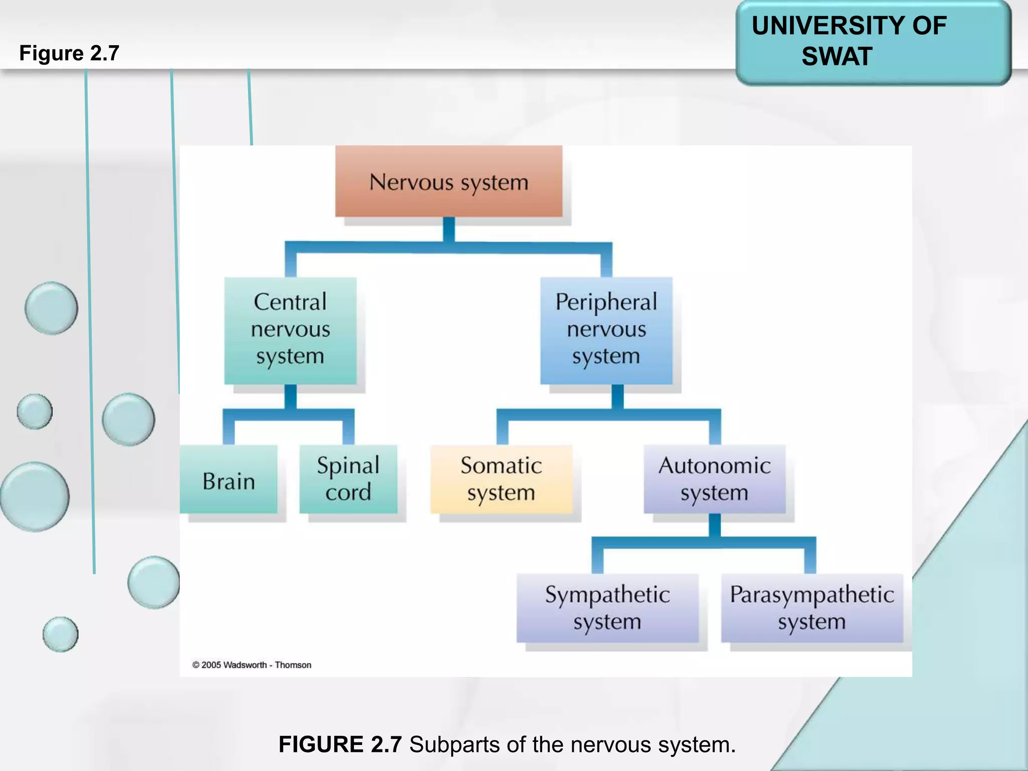 Psychology: A Journey
Chapter 2Figure 2.7
FIGURE 2.7 Subparts of the nervous system.
UNIVERSITY OF
SWAT
 