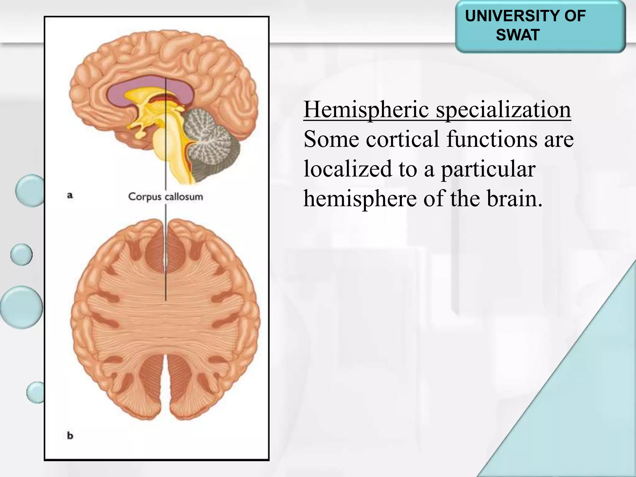 Psychology: A Journey
Chapter 2
Hemispheric specialization
Some cortical functions are
localized to a particular
hemisphere of the brain.
UNIVERSITY OF
SWAT
 