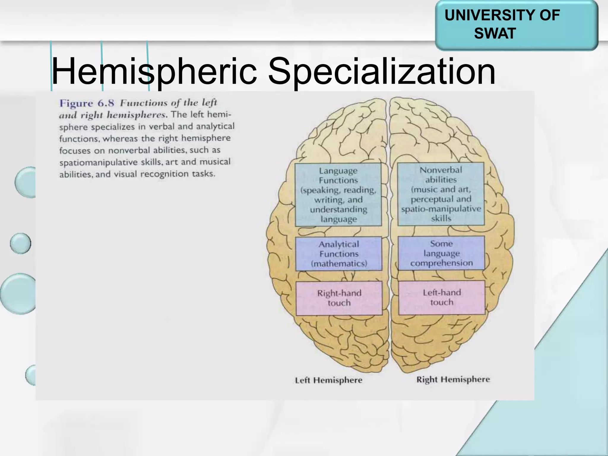 Psychology: A Journey
Chapter 2
Hemispheric Specialization
UNIVERSITY OF
SWAT
 