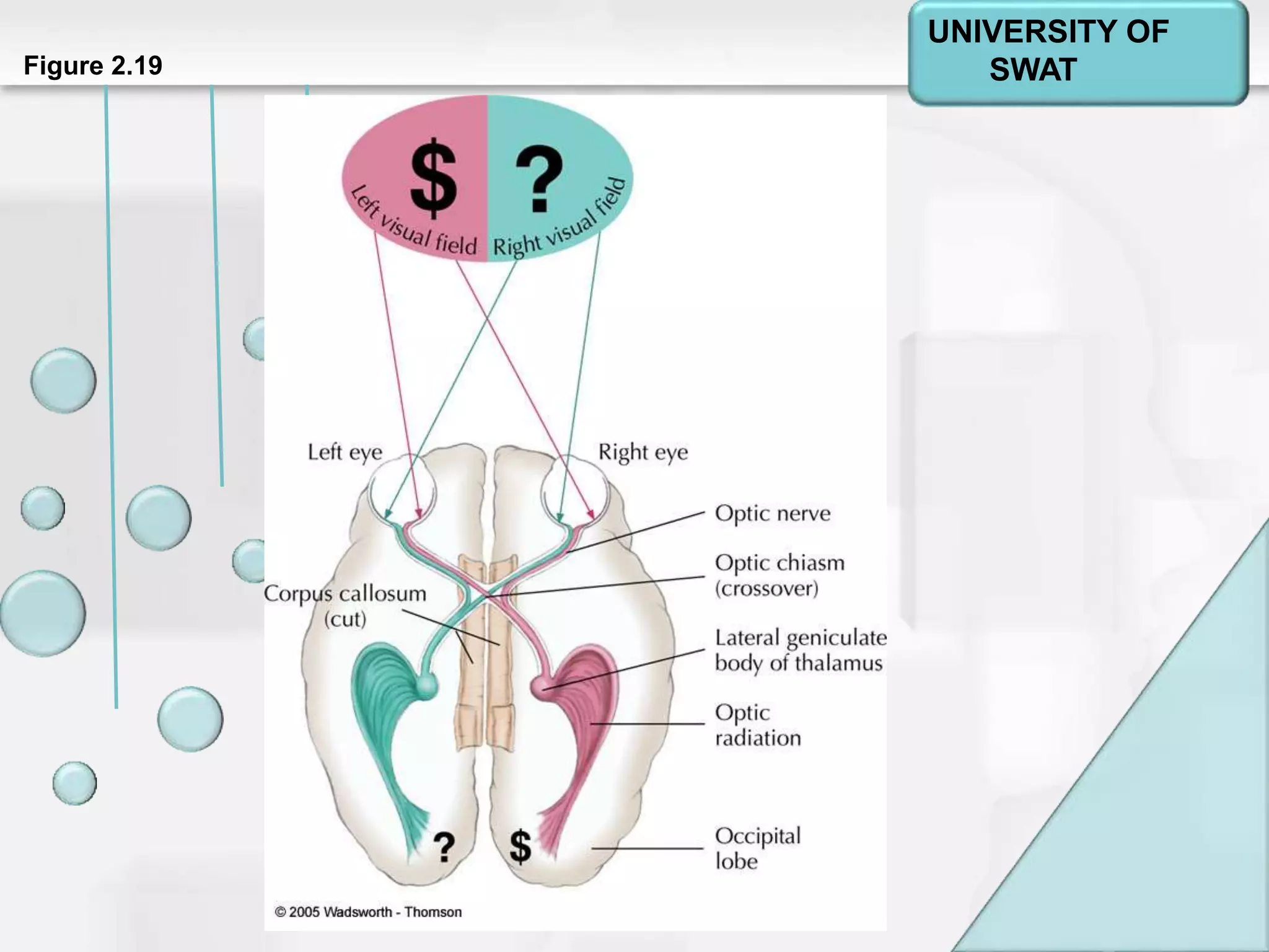 Psychology: A Journey
Chapter 2Figure 2.19
UNIVERSITY OF
SWAT
 
