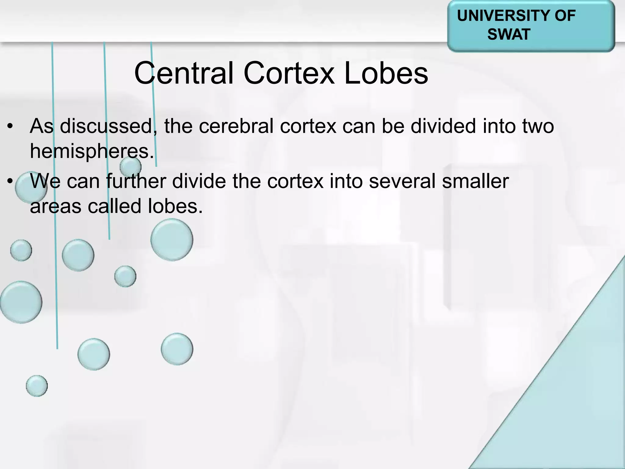 Psychology: A Journey
Chapter 2
Central Cortex Lobes
• As discussed, the cerebral cortex can be divided into two
hemispheres.
• We can further divide the cortex into several smaller
areas called lobes.
UNIVERSITY OF
SWAT
 