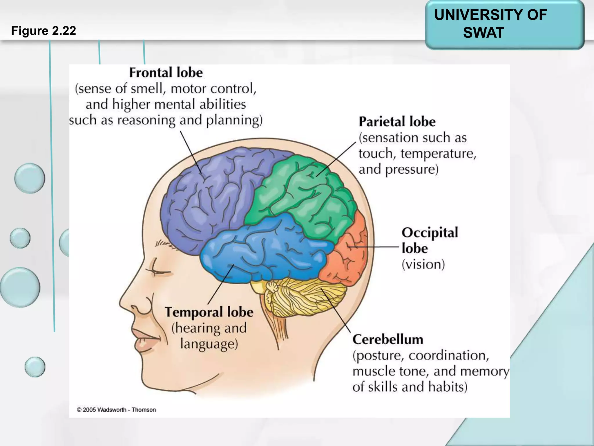 Psychology: A Journey
Chapter 2Figure 2.22
UNIVERSITY OF
SWAT
 