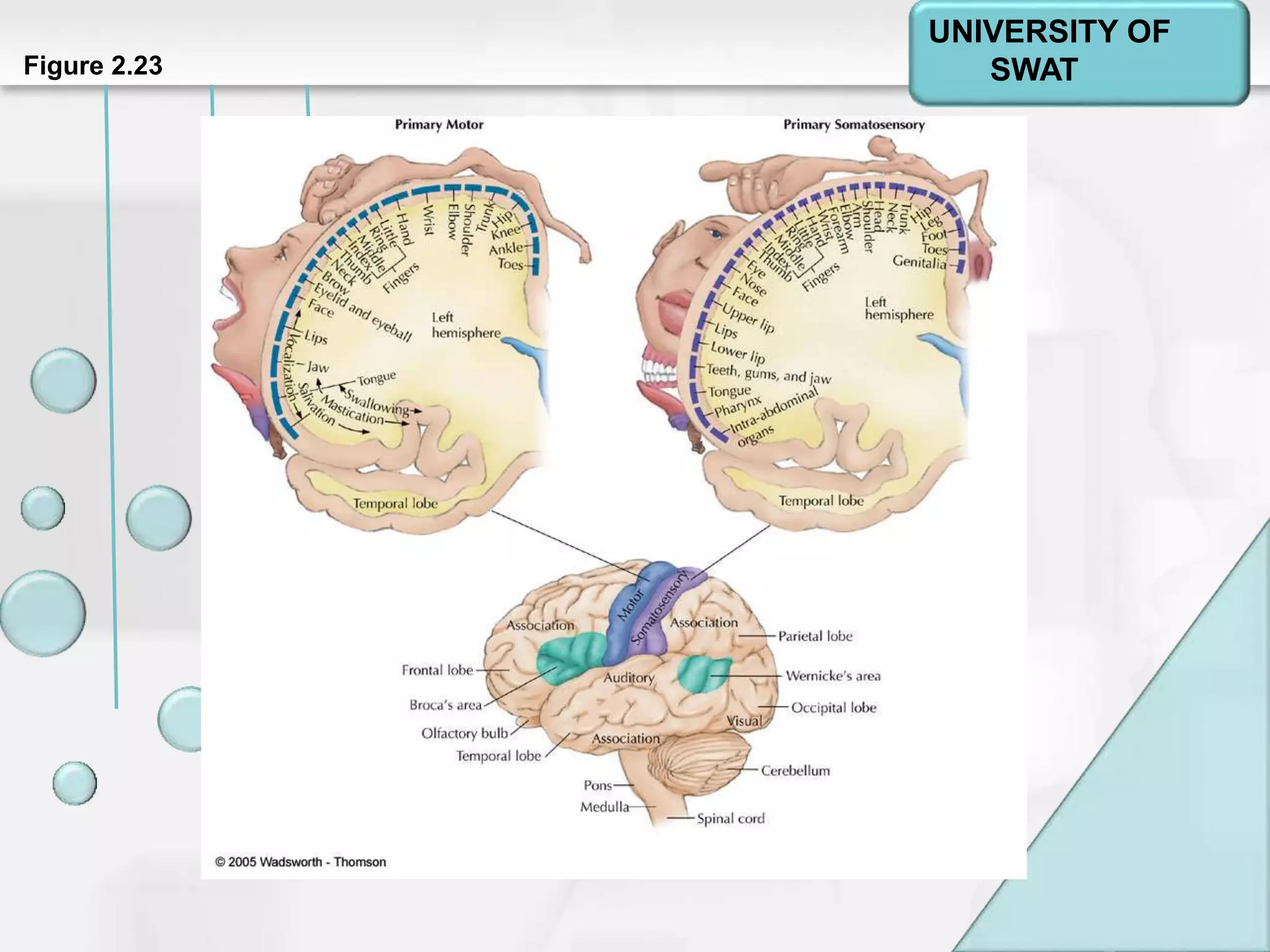 Psychology: A Journey
Chapter 2Figure 2.23
UNIVERSITY OF
SWAT
 