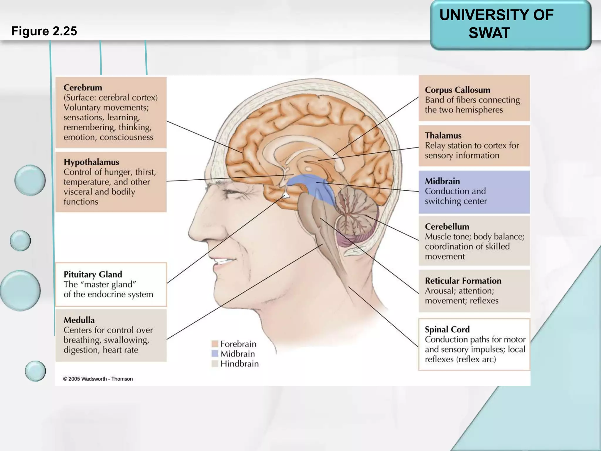 Psychology: A Journey
Chapter 2Figure 2.25
UNIVERSITY OF
SWAT
 
