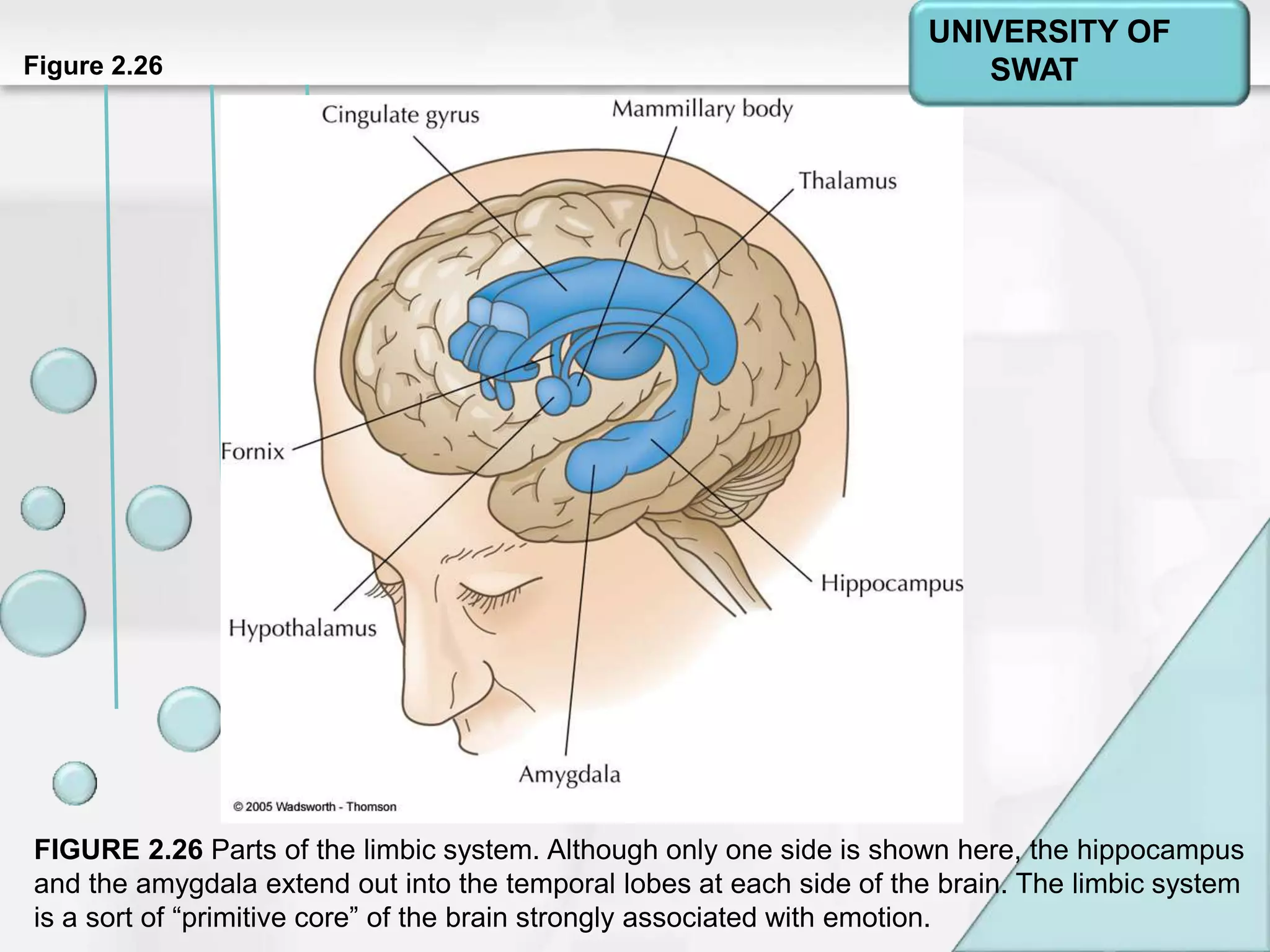 Psychology: A Journey
Chapter 2Figure 2.26
FIGURE 2.26 Parts of the limbic system. Although only one side is shown here, the hippocampus
and the amygdala extend out into the temporal lobes at each side of the brain. The limbic system
is a sort of “primitive core” of the brain strongly associated with emotion.
UNIVERSITY OF
SWAT
 