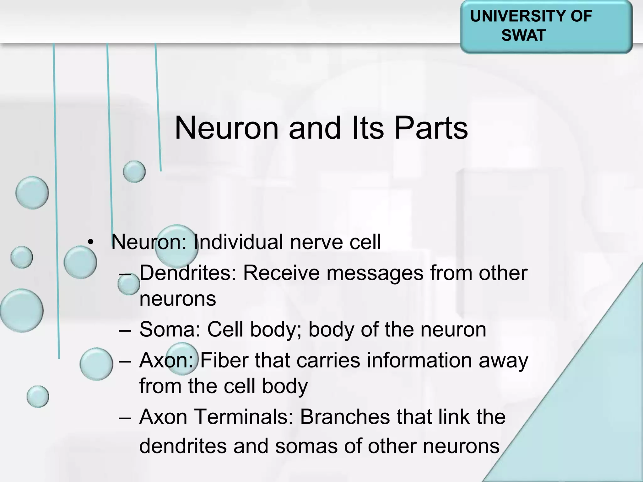 Psychology: A Journey
Chapter 2
Neuron and Its Parts
• Neuron: Individual nerve cell
– Dendrites: Receive messages from other
neurons
– Soma: Cell body; body of the neuron
– Axon: Fiber that carries information away
from the cell body
– Axon Terminals: Branches that link the
dendrites and somas of other neurons
UNIVERSITY OF
SWAT
 