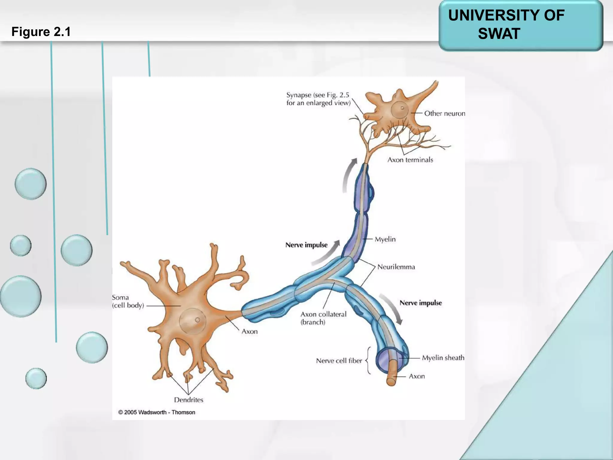 Psychology: A Journey
Chapter 2Figure 2.1
UNIVERSITY OF
SWAT
 