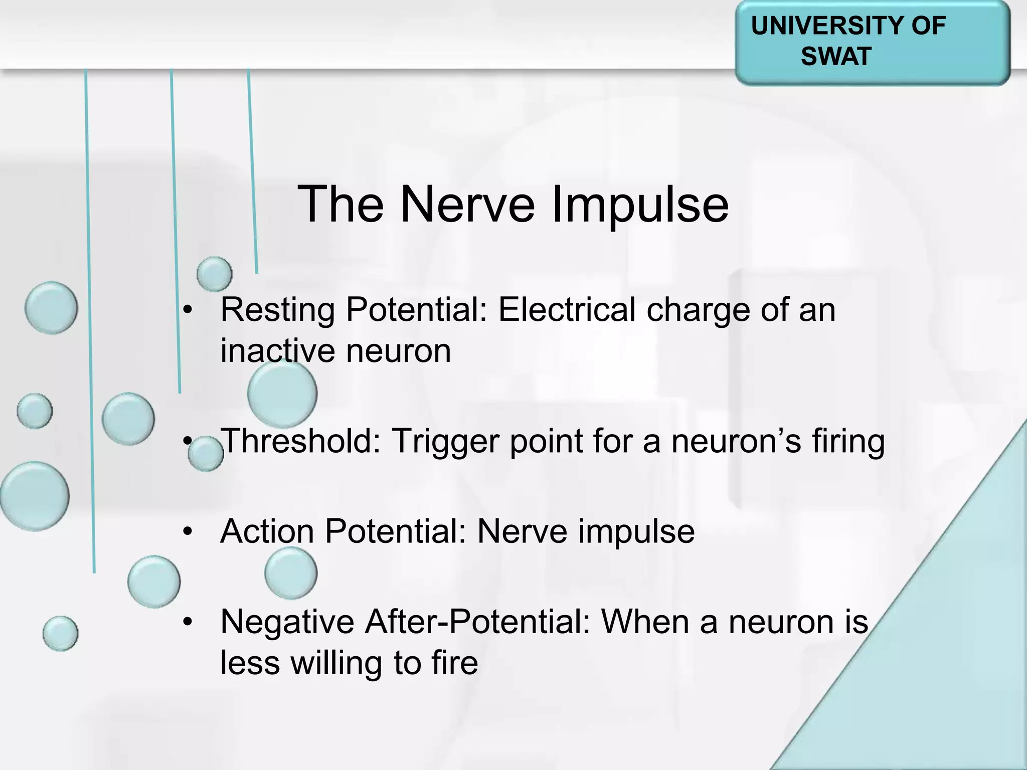 Psychology: A Journey
Chapter 2
The Nerve Impulse
• Resting Potential: Electrical charge of an
inactive neuron
• Threshold: Trigger point for a neuron’s firing
• Action Potential: Nerve impulse
• Negative After-Potential: When a neuron is
less willing to fire
UNIVERSITY OF
SWAT
 
