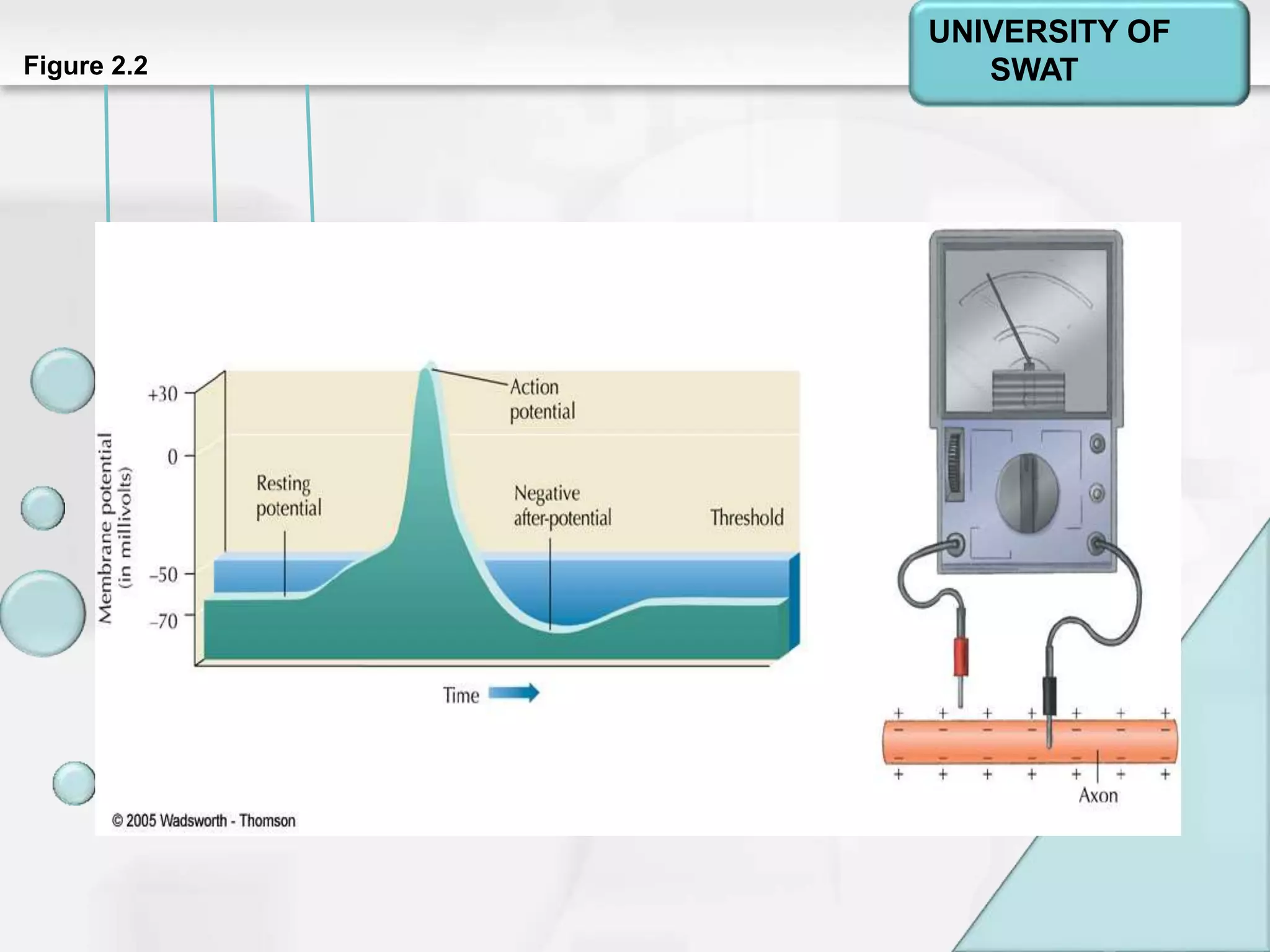 Psychology: A Journey
Chapter 2Figure 2.2
UNIVERSITY OF
SWAT
 