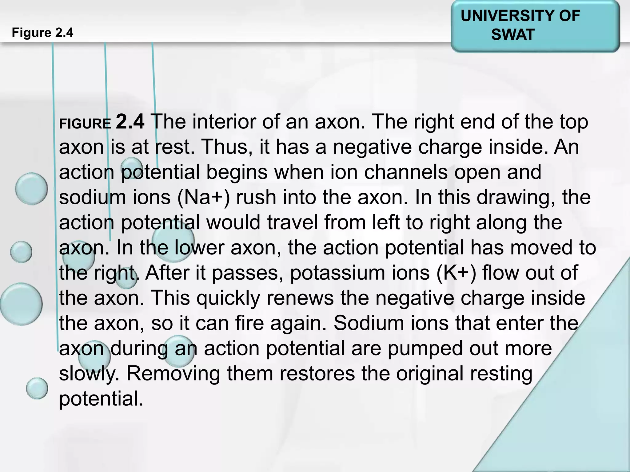 Psychology: A Journey
Chapter 2Figure 2.4
FIGURE 2.4 The interior of an axon. The right end of the top
axon is at rest. Thus, it has a negative charge inside. An
action potential begins when ion channels open and
sodium ions (Na+) rush into the axon. In this drawing, the
action potential would travel from left to right along the
axon. In the lower axon, the action potential has moved to
the right. After it passes, potassium ions (K+) flow out of
the axon. This quickly renews the negative charge inside
the axon, so it can fire again. Sodium ions that enter the
axon during an action potential are pumped out more
slowly. Removing them restores the original resting
potential.
UNIVERSITY OF
SWAT
 