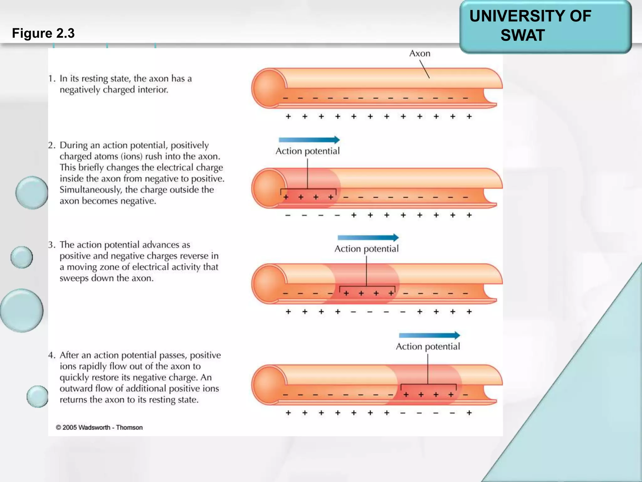 Psychology: A Journey
Chapter 2Figure 2.3
UNIVERSITY OF
SWAT
 
