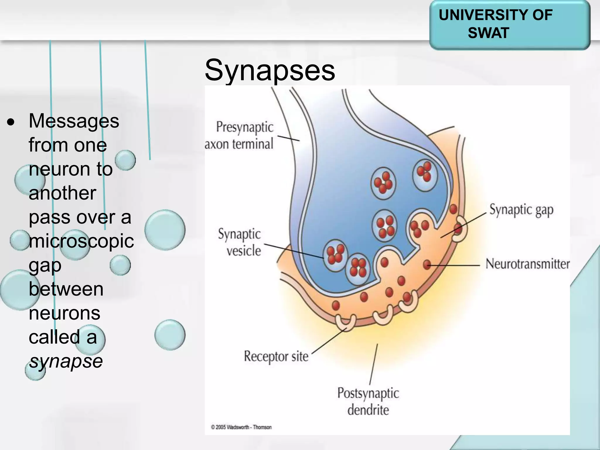 Psychology: A Journey
Chapter 2
Synapses
 Messages
from one
neuron to
another
pass over a
microscopic
gap
between
neurons
called a
synapse
UNIVERSITY OF
SWAT
 