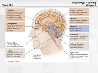 brain and behaviour.Pptgrr ttyyyytrtttrfjjjjggggdddff | PPT