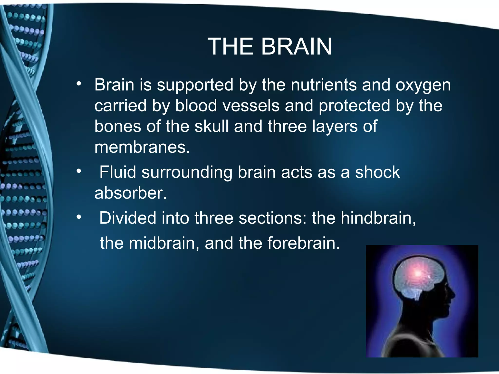 Body Brain Behaviour Brain and behaviour dr vbk | PPT