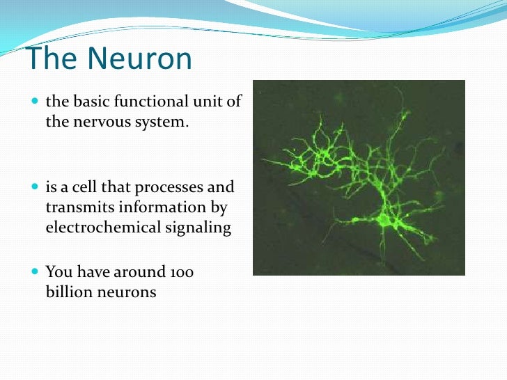 Brain and behaviour 2010