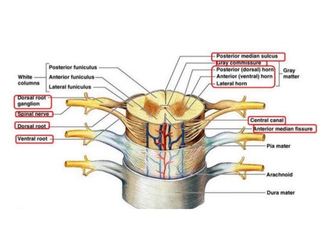 Brain And Cranial Nerves And Sal Cord And Sal Nerves