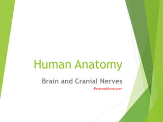 Human Anatomy 
Brain and Cranial Nerves 
Pavemedicine.com 
1 
 