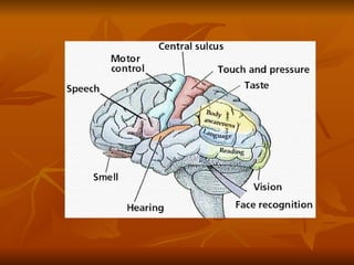 Brain And Five Senses