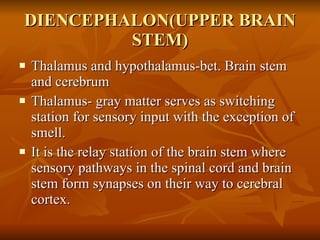 DIENCEPHALON(UPPER BRAIN STEM) <ul><li>Thalamus and hypothalamus-bet. Brain stem and cerebrum </li></ul><ul><li>Thalamus- ...