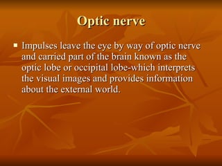 Optic nerve <ul><li>Impulses leave the eye by way of optic nerve and carried part of the brain known as the optic lobe or ...
