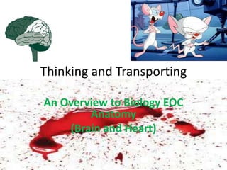 Thinking and Transporting

An Overview to Biology EOC
        Anatomy
    (Brain and Heart)
 